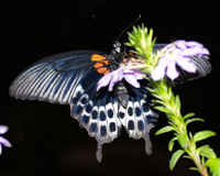 Papilio lowi - замечательная бабочка для "салюта", выпуска живых бабочек из одной коробки.